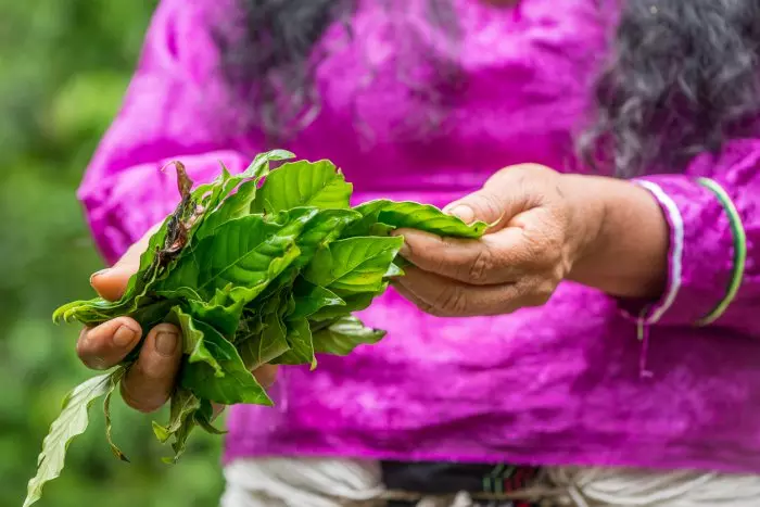 El avance del uso terapéutico de las drogas psicodélicas en España: un 'futuro muy prometedor' pese a las barreras