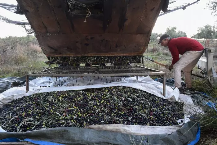 La 'uberización' alcanza el olivar: los fondos buitre, a la compra de grandes fincas