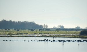 Imagen del Parque Natural de Doñana en Huelva, Andalucía (España).