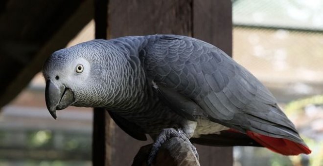 Un zoo británico aísla a cinco loros porque insultaban a los visitantes y decían palabrotas