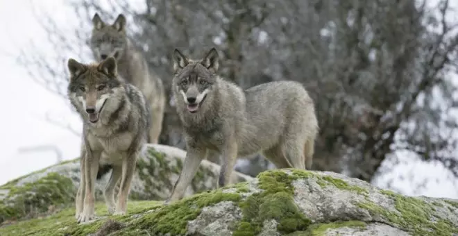 El Consejo de Europa aprueba rebajar la protección del lobo