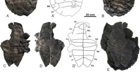 Descubren en Teruel el fósil de una nueva especie de tortuga de agua dulce. /FUNDACIÓN DINÓPOLIS