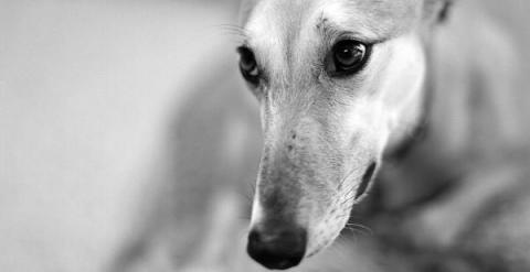 La Fundación Benjamín Mehnert es una organización sin ánimo de lucro para el rescate, recuperación y puesta en adopción de animales abandonados, con atención específica y prioritaria al Galgo. /FUNDACIÓN MEHNERT