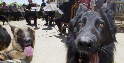 Los perros, durante el concierto. EFE/Mariam A. Montesinos