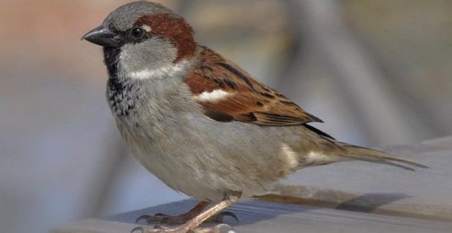 El gorrión común ha sido nombrado Ave del Año 2016.- SEO/Birdlife