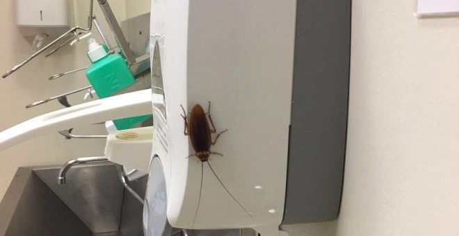 Denuncian la aparición de una cucaracha en los lavabos de los quirófanos del Hospital Gregorio Marañón. TWITTER/@AFEM2012