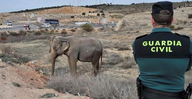 Un guardia civil observa a uno de los elefantes que resultó herido tras volcar el camión en el que viajaba. | MANU (EFE)