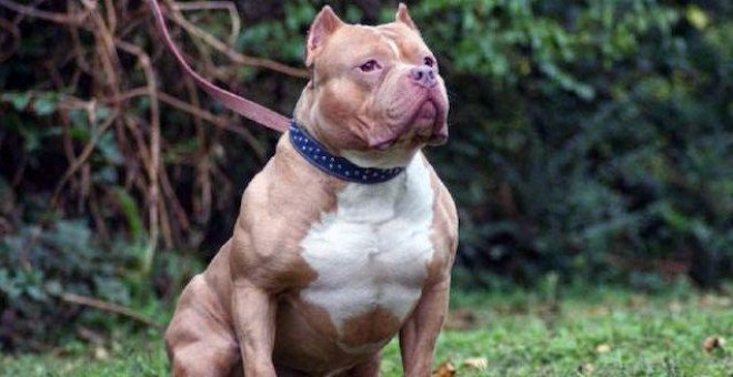 Imagen de un perro de raza pitbull/EFE