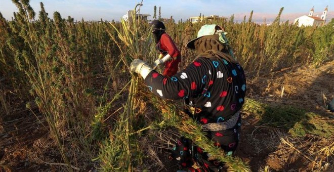 Plantación de marihuana en Líbano. / NABIL MOUNZER (EFE)