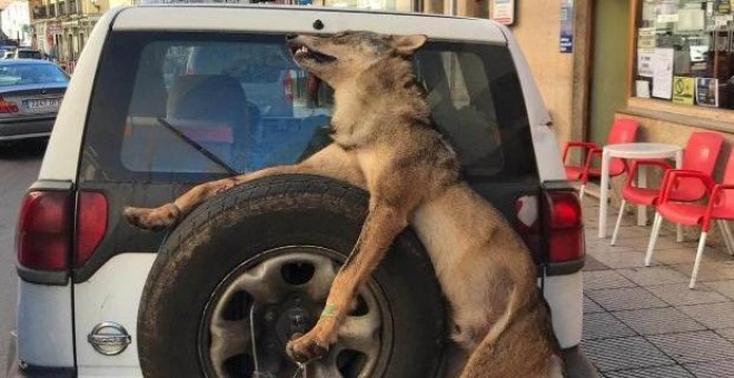 El lobo amarrado a la rueda trasera del todoterreno de los guardas del Principado.