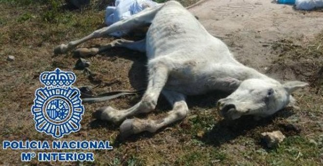 Imagen de uno de los caballos abandonados en La Línea, en Cádiz. / POLICÍA NACIONAL