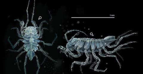 Uromunna naherba es un crustáceo de poco más de un milímetro que vive en hierbas submarinas. / José Antonio Peñas-Sinc