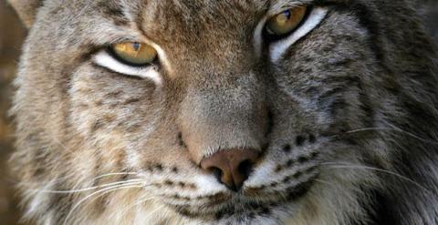 lince