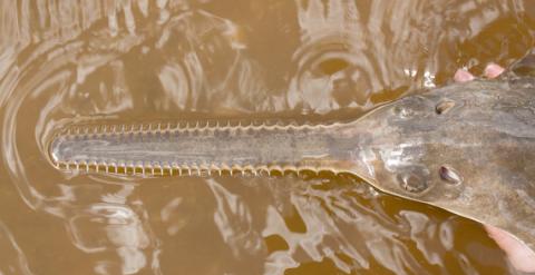 Los dientes de un joven pez sierra peine. / Florida Fish and Wildlife Conservation Commission (FWC)