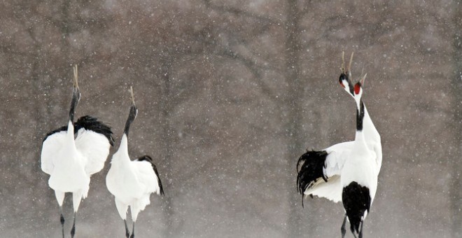 Grullas de Manchuria (Grus japonensis). Las aves alertan del peligro existente para especies y hábitats alrededor de todo el mundo.-DAVID CRANE