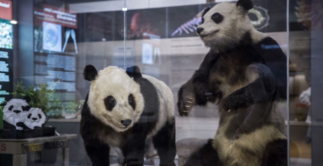 Chu-Lin (izquierda) y su madre Shao Shao (derecha) en el Museo Nacional de Ciencias Naturales. / Olmo Calvo (Sinc)