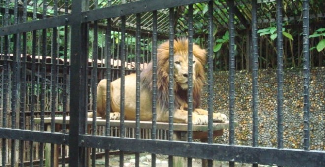 Las 10 atracciones con animales más crueles del mundo.