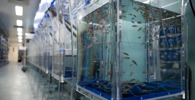 Tanques de peces cebra en el laboratorio del Hospital Infantil de Boston. BOSTON CHILDREN'S HOSPITAL