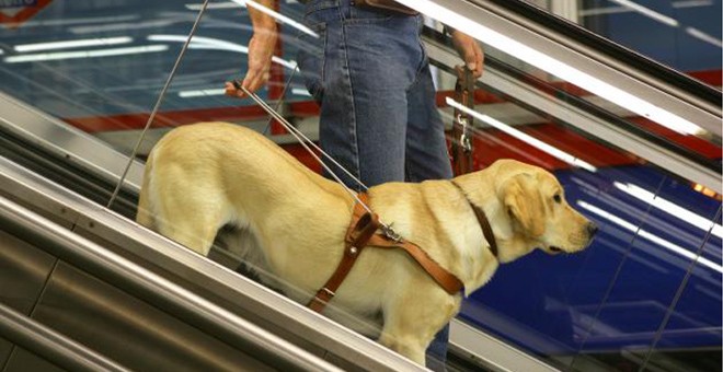 Un perro guía con su usuario en una escalera mecánica. ONCE