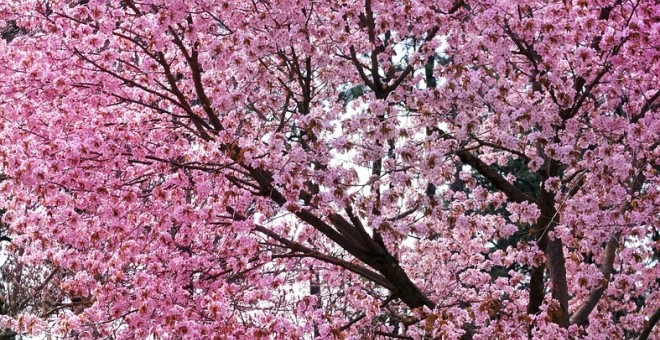 Cerezo en flor