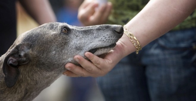 El sexo con animales y sin penetración será legal en Canadá. EFE