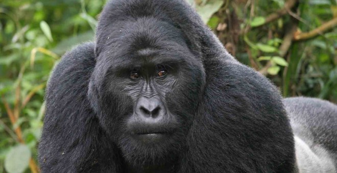 El gorila oriental (Gorilla beringei) ha pasado de la categoría “en peligro” a “en peligro crítico”.