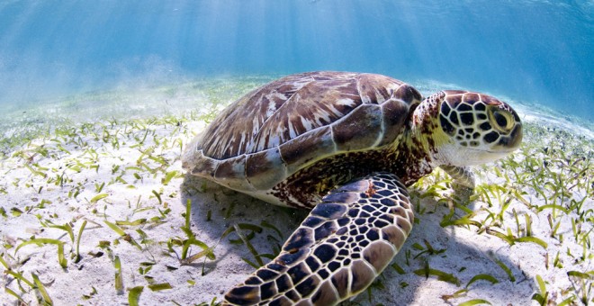 Una tortuga verde, una variedad en peligro en Belice. EFE