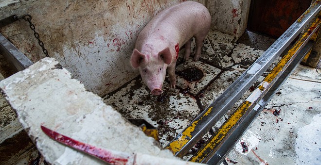 La organización internacional Igualdad Animal revela crueldad y torturas en mataderos de México. / IGUALDAD ANIMAL