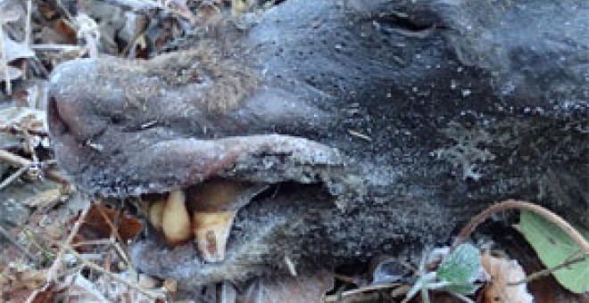 El cadáver del oso, pese a presentar serias mutilaciones, posee la cabeza bastante intacta así como los pies, lo que permite comprobar que se trata de un ejemplar adulto con potente dentadura / FAPAS