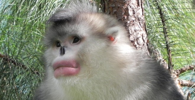 El langur negro de nariz chata en China. / Paul. A. Garber