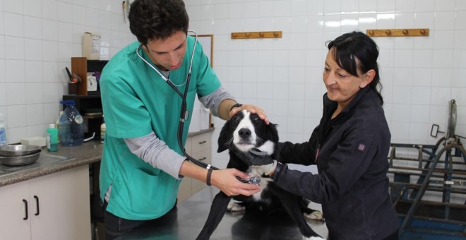 Los perros rescatados en los pueblos de la provincia son curados, desparasitados y vacunados antes de ser ofrecidos en adopción.