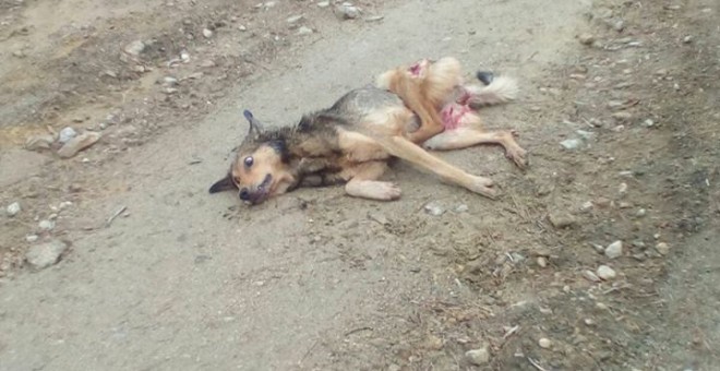 El perro abatido por los cazadores, que fue confundido con un lobo. ADEGA