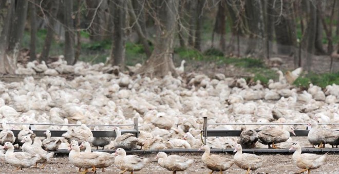 La Generalitat de Cataluña ha detectado un primer brote de gripe aviar en una granja de 17.300 patos de engorde al aire libre ubicada en el municipio de Sant Gregori (Girona), que ya están siendo sacrificados. EFE/Robin Townsend