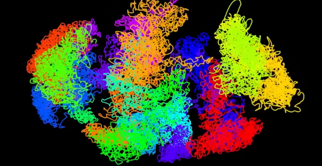 Empaquetamiento del ADN en una célula de mamífero.- UNIVERSITY OF CAMBRIDGE