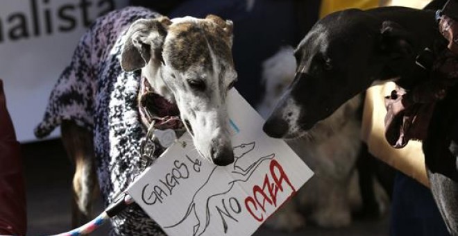 Dos galgos en una manifestación. EFE/Archivo