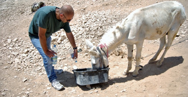 Burro sediento en las colinas de Palestina / L.L.R