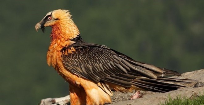 Quebrantahuesos Hábitat: Los Pirineos  Riesgo de extinción (UICN): casi amenazado