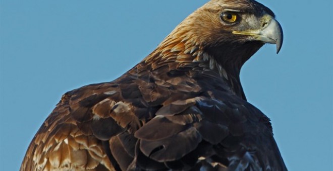 Águila imperial ibérica