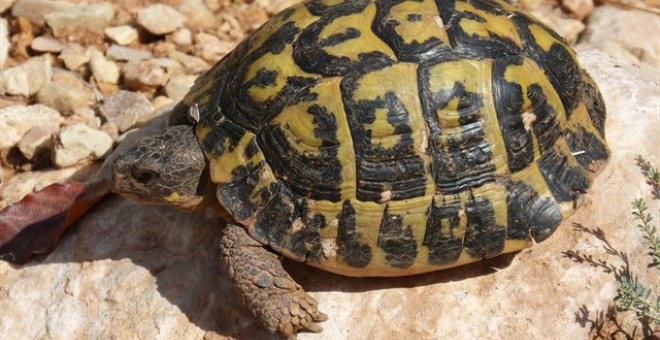 Tortuga mediterránea