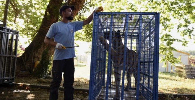 Fotografía cedida por la ONG austríaca Four Paws en la que se ve a uno de los cuidadores alimentando a uno de los tigres rescatados en Siria. EFE/Ahu Savan An