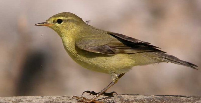 Un ejemplar de mosquitero musical.