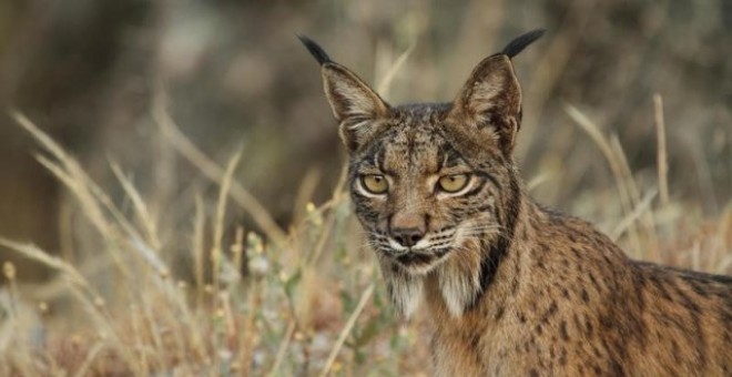 Un ejemplar de Lince Ibérico. MANUEL MORAL CASTRO / LIFE+IBERLINCE