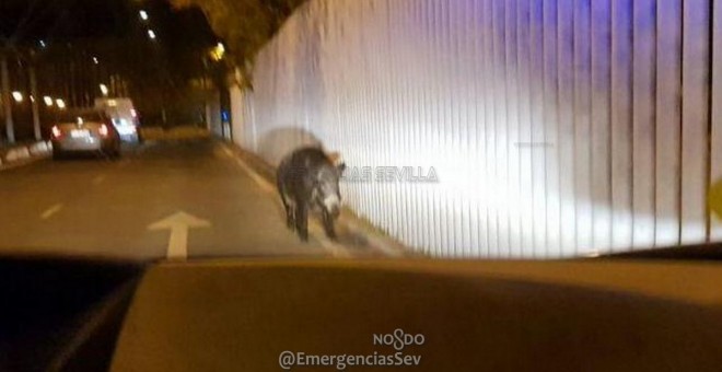 Imagen del jabalí por el entorno de la Avenida Carlos III. / EMERGENCIAS SEVILLA