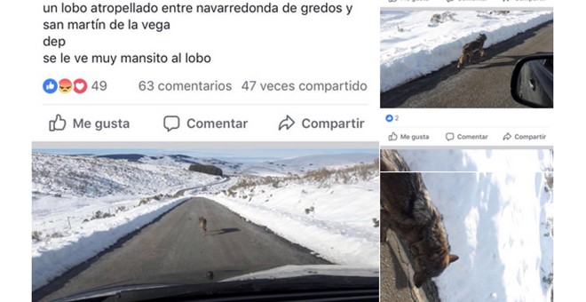 Imágenes publicadas en la página 'Gredos sin lobos' de Facebook que ha sido finalmente cerrada.