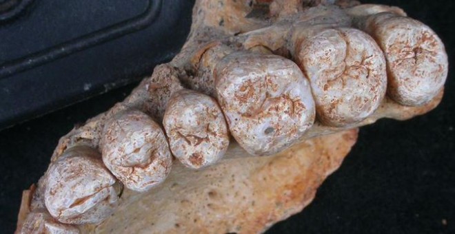 Mandíbula fósil hallada en la cueva Misliya. / Israel Hershkovitz