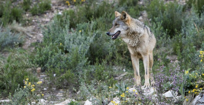 Ejemplar de lobo ibérico. EFE