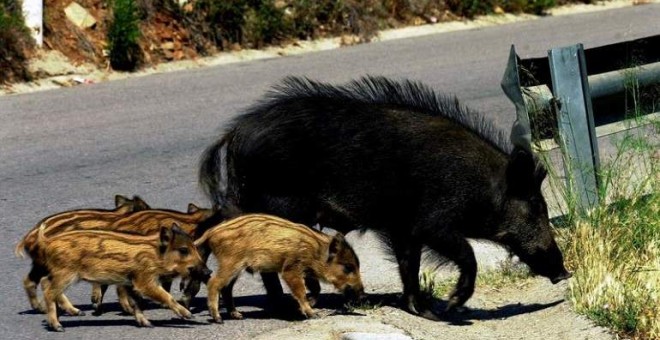 Piara de jabalíes cruzando una carretera. EFE