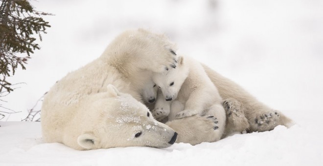 'Abrazo cálido' DEBRA GARSIDE | WILDLIFE PHOTOGRAPHER OF THE YEAR PEOPLE'S CHOICE