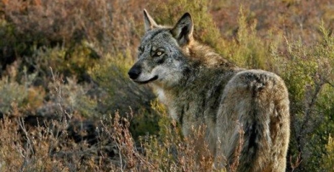 Lobo ibérico adulto en la Sierra de la Culebra (Zamora), fotografiado una fría mañana de invierno por Andoni Canela.