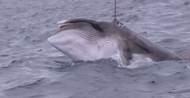 Una ballena cazada por pesqueros japoneses